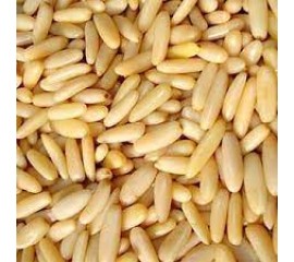 Pine Nut (Chilgoza)